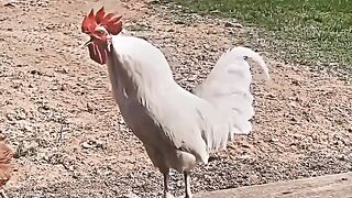 I am the best rooster