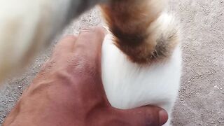 Cat best