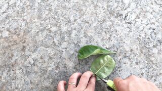 Miraculously, the desert rose leaves planted upside down took root and sprouted.mp