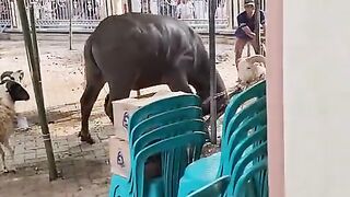 Wow cow