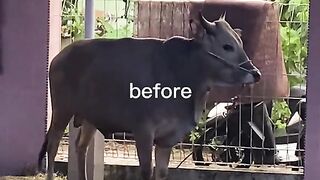 Funny video