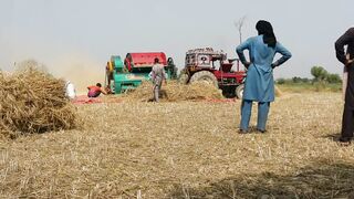 Reaping of wheat