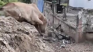 Wow cow 3