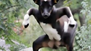Funny video