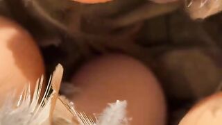 Checken egg ????????????#funny #videoviral #treanding