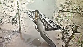 Ubur2 ikan lele tidur le
