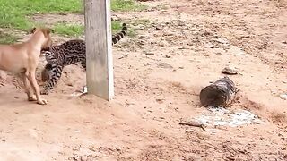 Porco quase mata a Gata Pituca
