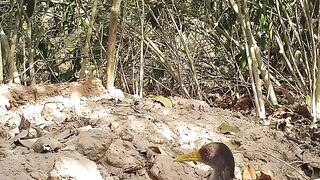 Venha desvendar os mistérios que nos cercam nas exuberantes áreas de estudo do Pantanal!
