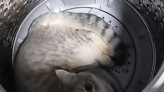 Cute Cat in Washing Machine