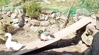 #FunVideo 86
