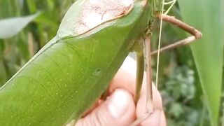 Serangga Bersuara Hantu ini dia Katydid raksasa