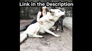 Original 2 wolf 1 girl movie 2 wolf one girl movie viral video