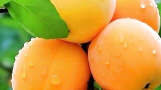 Ripe Apricots