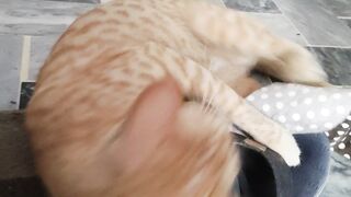 Pet Lovers  #CuteKitten #KittenShorts  #MeowLovers #SweetMeow