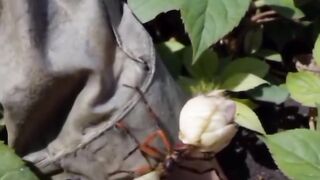 Insects_cycles