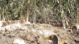 Animais do Pantanal