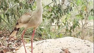 Animais do Pantanal 2