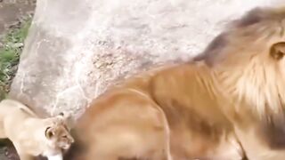 Baby#lion#scaring#the#father#lion