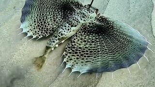 Os fascinantes habitantes do oceano revelam um mundo subaquático