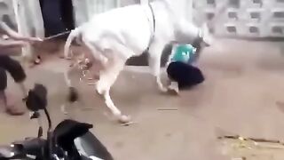 Angry cow 3 #shorts Eid ul Adha