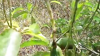 Tanaman buah pokat