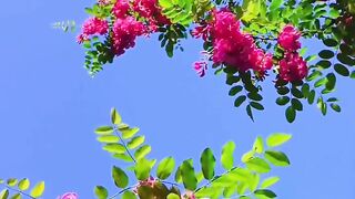 Vibrant Pink Blossoms Against Blue Sky: Nature's Stunning Spring Display