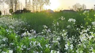Golden Hour Sunset Over White Flower Field: Nature's Tranquil Glow