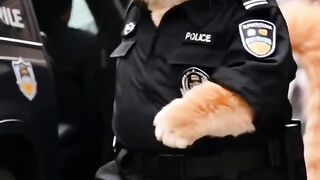 Полицейская кошка