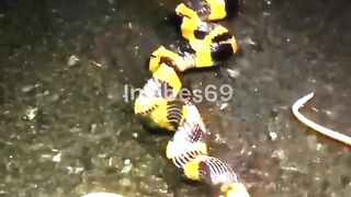Beautiful Snake That Eats Vipers!
