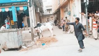 Dangerous Cow