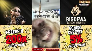 dua monyet saling bertatapan