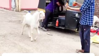 Eid funny videos