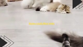 ???? Kucing ini beda dari yang lain