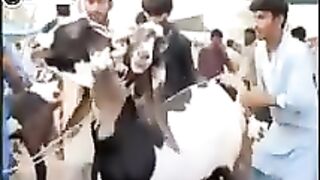 Goat having two faces