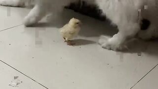 #FunVideo 92