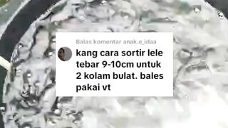 Budidaya lele 2 kolam bagaimana cara sortir nya