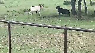 The Rams’ offense
