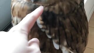 Owl core????