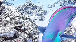 Happy world ocean day
