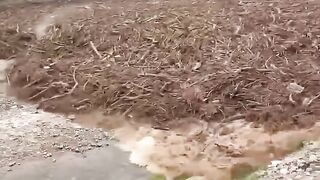 Isabelle Kaif Viral Video