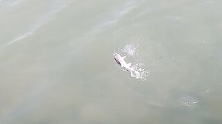 Fishing 65