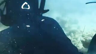 From Pet Fish to Ocean Giants – The Sea’s Hidden World!