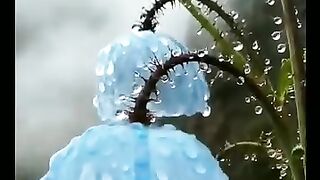 Discover the Rare Himalayan Blue Poppy: Queen of Himalayan Flowers (Meconopsis)