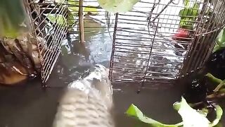 Underwater Big Fish
