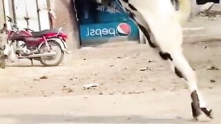 Eid al-adha video