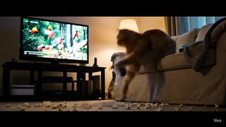 Cat funny 45