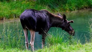 Moose deer drink water