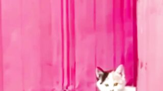 Funny video ???????? 63