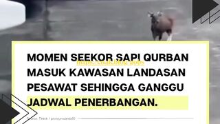Momen seekor sapi kurban ada di dalam bandara kok bisa! ????????????