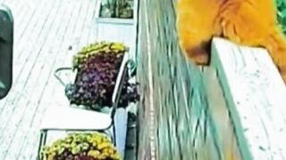 Funny Babies Laughing Hysterically at Cat and Dog Compilation
